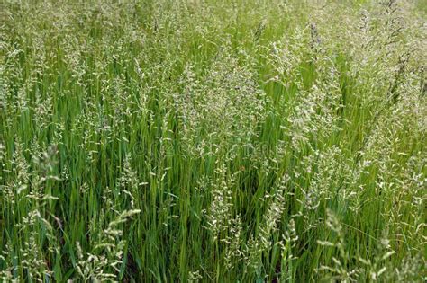 Tall Fescue Grass Identification