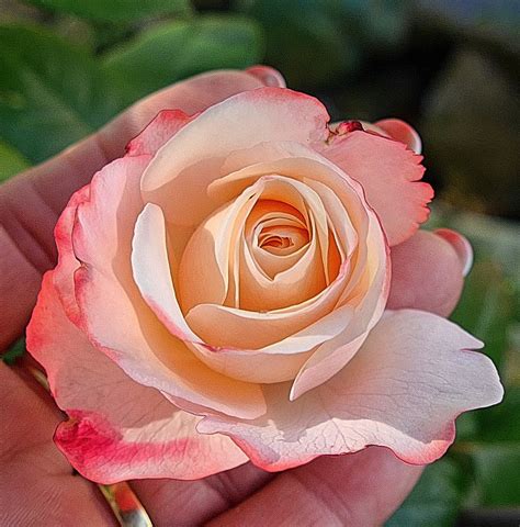 Free Photo Rose Love Pink Flower Free Image On Pixabay 1670684
