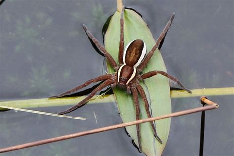 Britains Biggest Spider Post Your Pics Here Bbc Autumnwatch