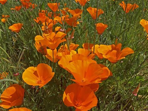 California Poppies: Photo Of The Day | Alameda, CA Patch