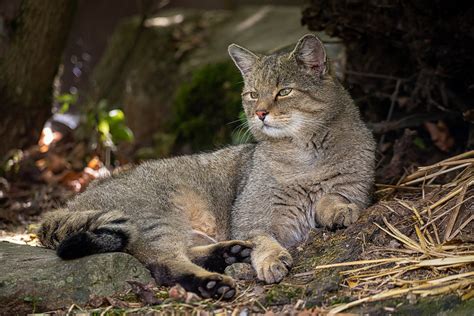 europäische wildkatze felis silvestris silvestris foto and bild wald natur katzen bilder auf