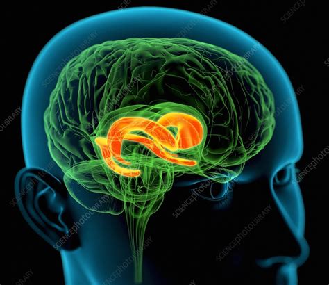 Cingulate Gyrus In The Brain Artwork Stock Image C0036814