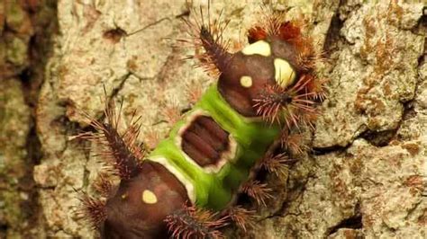 Saddleback Caterpillar Sting Symptoms And Treatments Termites Blog