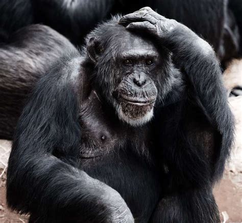 Animal Ape Chimpanzee Monkey Primate Royalty Free Images Wallpaper
