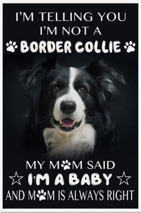 See more of the daily border collie memes on facebook. Pin by Grace Fern on Border collies | Collie dog, Border collie, Border collie puppies