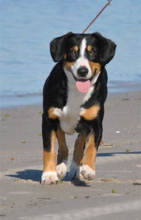 Greater Swiss Mountain And Entlebucher Puppies For Sale In Oklahoma By
