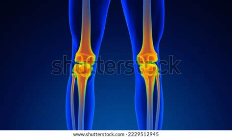 Pain Knee Joint Medical Background 3d Stock Illustration 2229512945