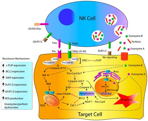 35 Label The Cells And Molecules Involved In Cell Mediated Immunity