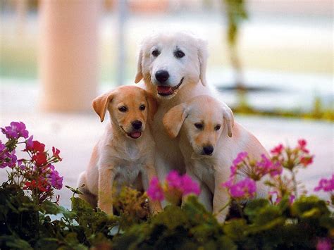 Fondos De Pantalla De Perritos Fondosmil