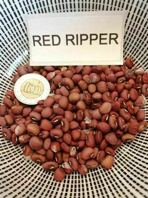 Buy Red Ripper Cowpeas Seeds Legumes Nitrogen Fixer Fall Off