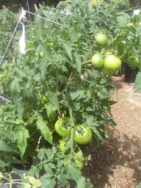 Celebrity Tomato Plants Idea Chocmales