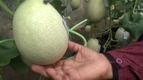 Budidaya Melon Hidroponik Di Pekarangan Rumah Untung Jutaan Rupiah
