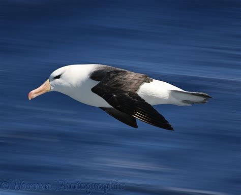 Black Browed Albatross Photo Wp14314
