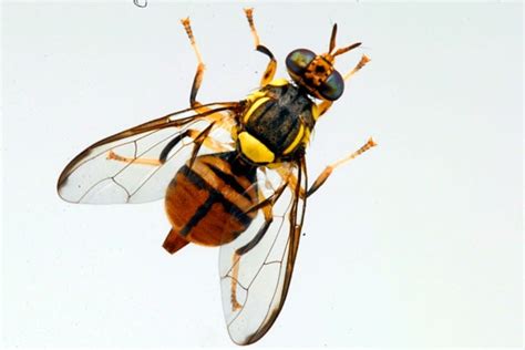 Another Nasty Oriental Fruit Fly