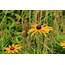 Orange Wildflowers At Horicon National Wildlife Refuge Image  Free