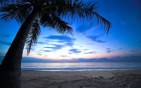 Tropical Palm Tree Cloudy Sky Caribbean Sea Beach Dawn Sunlight