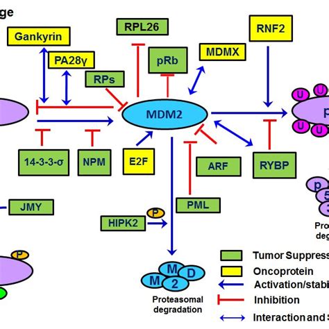 General Strategies To Inhibit The Mdm2 P53 Interaction Rita