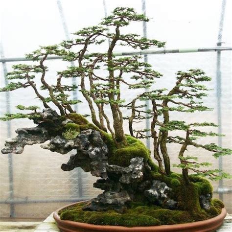 Top 8 Stunning Rock Bonsai Trees Bonsai Empire