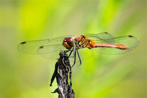 Dragonfly Max L Flickr