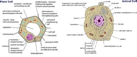 Plant cells, which are the fundamental units of the members of the plant kingdom, are eukaryotic cells. Eukaryotic Cells: Definition, Eukaryotic cell Diagram ...