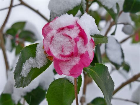 Budding Snow Flower Flowers Winter Flowers Snow Flower