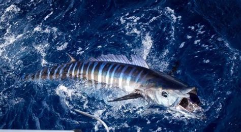 How To Catch Wahoo Tips And Tricks Costa Rica Fishing Fecop