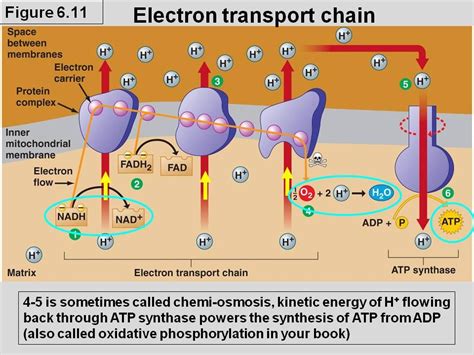 The Electron Transport Chain Biochemistry Electron Transport Chain