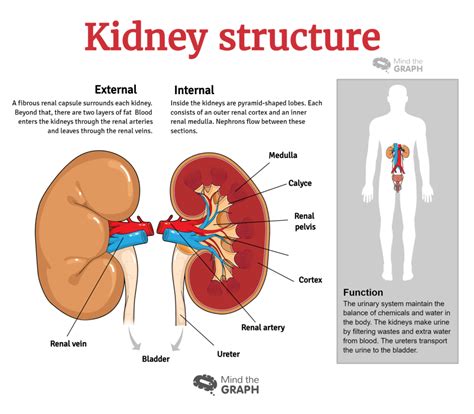 Mind The Graph Blog Urinary System Diseases Infographics To Understand