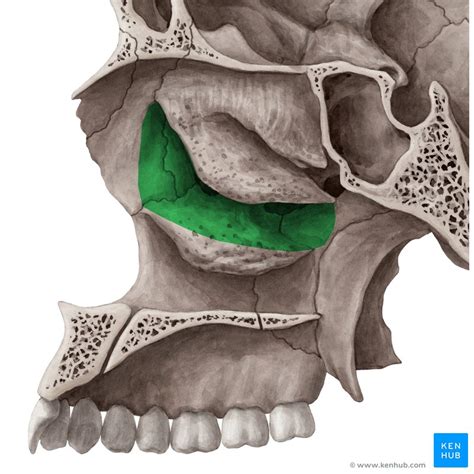 Lacrimal Bone Anatomy Borders And Function Kenhub