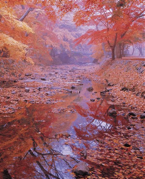 Autumn Leaves In The Stream Nature Scenery Autumn Leaves