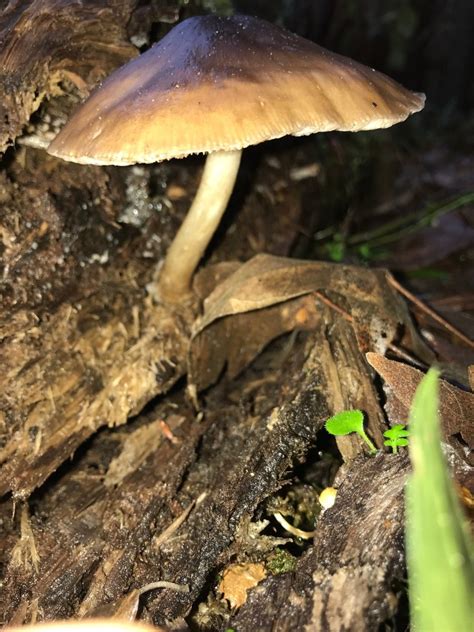 Need Help Identifying Large Brown Mushroom Identifying Mushrooms