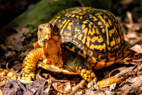 How To Care For An Eastern Box Turtle Mypetcarejoy