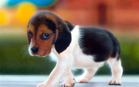 Beagle Puppy Wallpaper 59 Pictures