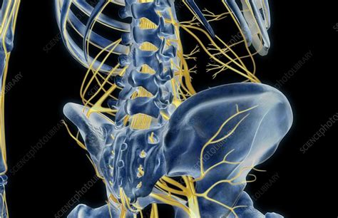 The Nerves Of The Hip Stock Image C0082366 Science Photo Library