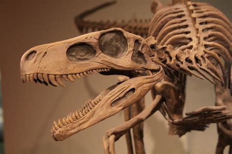 Who Discovered The First Dinosaur Bone Wonderopolis