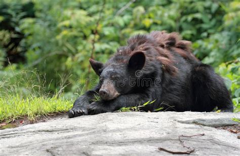 Black Bear Resting Stock Photo Image Of Forest Beauty 61644002