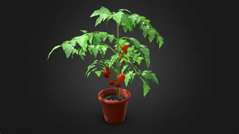 Tomato Plant Buy Royalty Free 3d Model By Nikola Nugarkovic