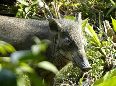 The organisation's deputy chief executive, kalai vanan, told reporters yesterday: Wild Boars - Animal Encounters - Do's and Don'ts - Gardens ...