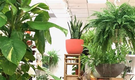 Reinvigorate Your Apartment Or Indoor Spaces With Plants Kelson Group