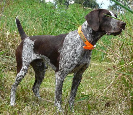 If you are unable to find your german shorthaired pointer puppy in our puppy for sale or dog for sale sections, please consider looking thru thousands of german shorthaired pointer dogs for adoption. German Shorthair Hunting Dog For Sale | German shorthair ...