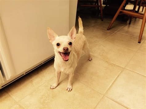 Bichon frise rescues in texas small paws rescue (tulsa, ok but works with folks in dfw). Adopt Lana - DFW on | Chihuahua dogs, Chihuahua rescue, Dogs