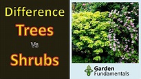 What Is The Difference Between Shrubs And Bushes