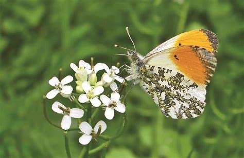 10 Beaux Papillons à Observer Dans Son Jardin Au Printemps Depuis Mon