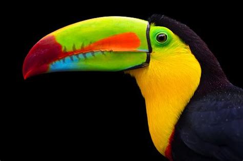 Close Up Of A Keel Billed Toucan Also Known As Sulfur Breasted