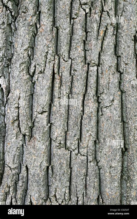 Tulip Poplar Bark Hi Res Stock Photography And Images Alamy
