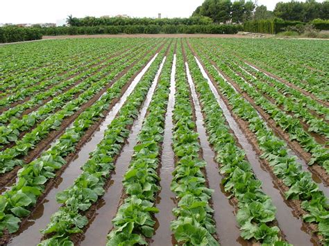 Punjab Irrigation Department Recovers Over Rs 365 Mln