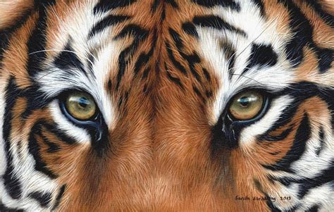 Tiger Eyes Painting By Sarah Stribbling Fine Art America