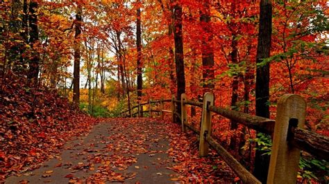 1920x1080 1920x1080 Forest Path Trees Park Fall Leaves Autumn