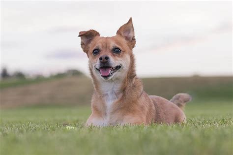 16 Facts About Chihuahua Terrier Mix 2024