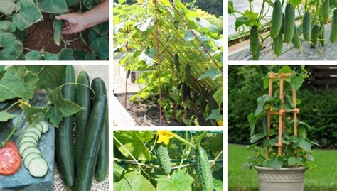 8 Secrets For Growing Cucumber In Pot And Your Garden My Desired Home